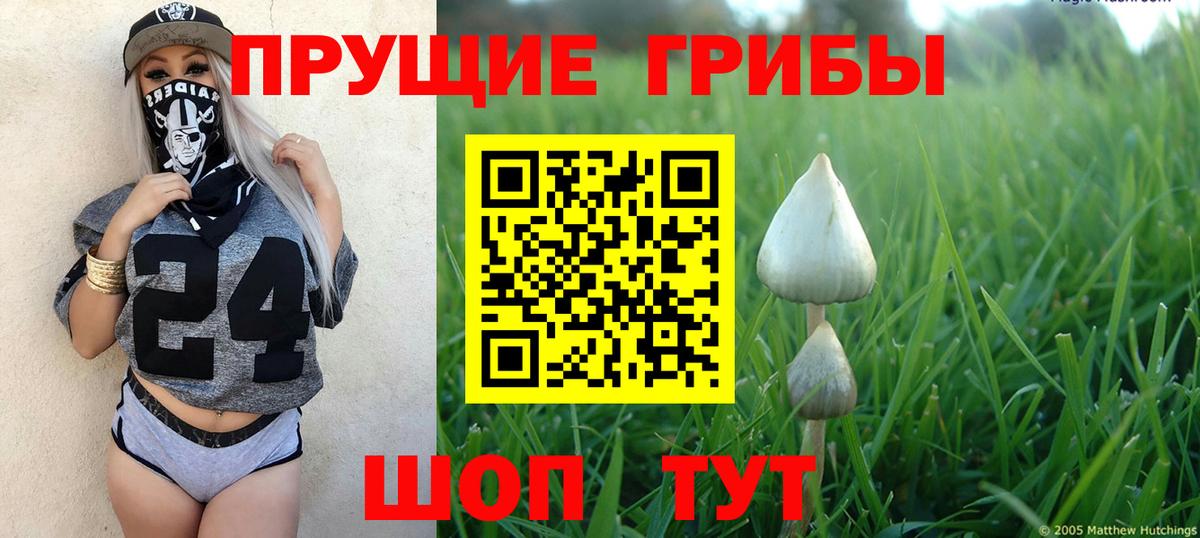 Псилоцибиновые грибы Psilocybe Наро-Фоминск